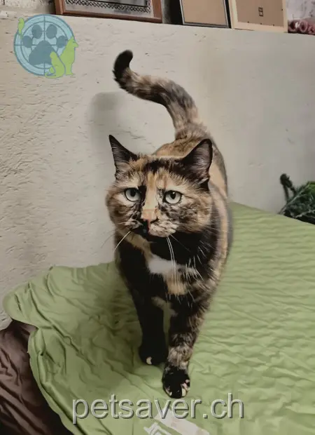 chatte lost 17 Hauptstrasse 4812 Mühlethal Nikita