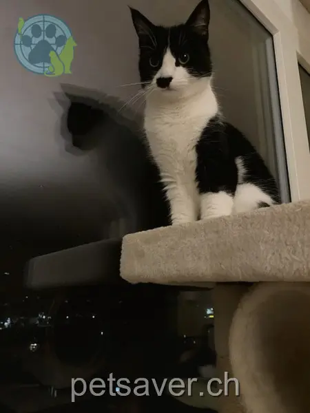 chatte lost 36 Holzweidweg 4852 Rothrist Nina