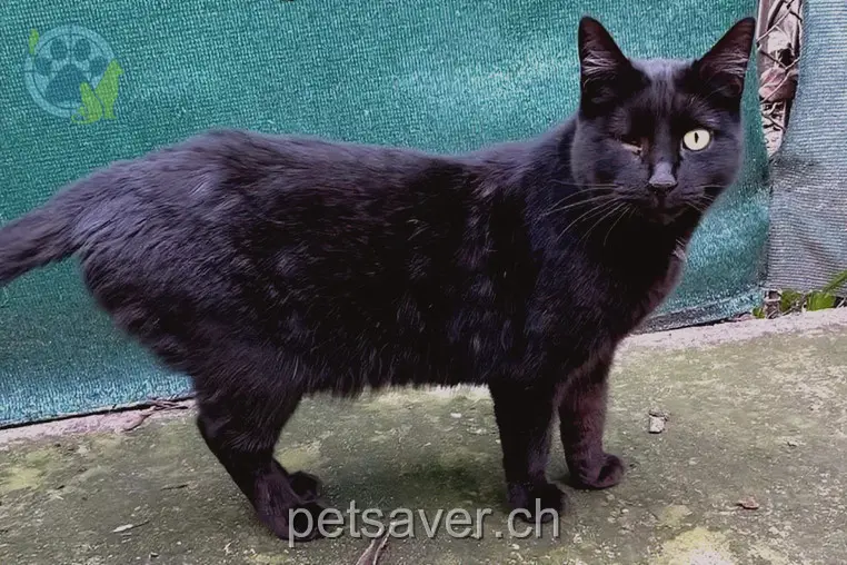 chatte lost 3 Gishalde 4663 Aarburg Ochka