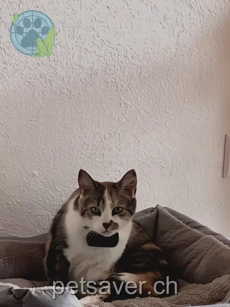 chatte lost 4 Surbtalstrasse 5304 Unterendingen Linda