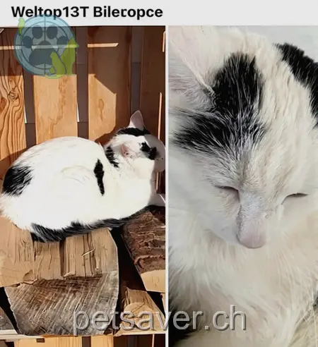 chatte lost 10 Neumattweg 5315 Kleindöttingen Lou