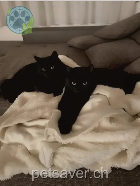 chatte lost 17 Oelhofstrasse 5325 Leibstadt Nera