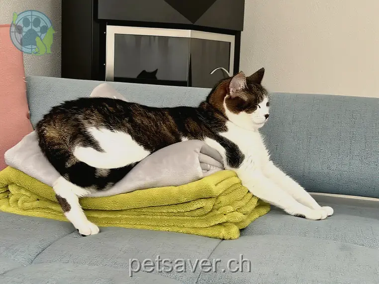 chatte lost 5 Friedhofweg 5426 Lengnau Yuna