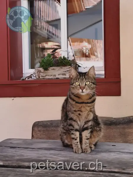 chatte lost 94 Propsteiweg 5463 Wislikofen Lina