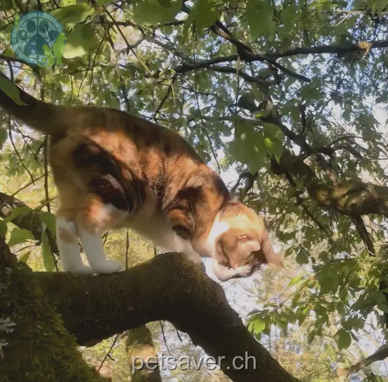 chatte lost 17 Rütihofstrasse 5334 Böbikon Luna