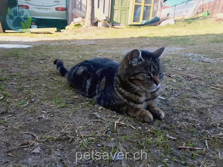 chatte lost 6 Krombach 9100 Herisau Filu