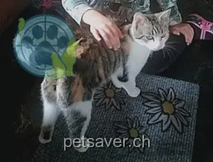 chatte lost 22 Sonnhalde 9103 Schwellbrunn Lilly