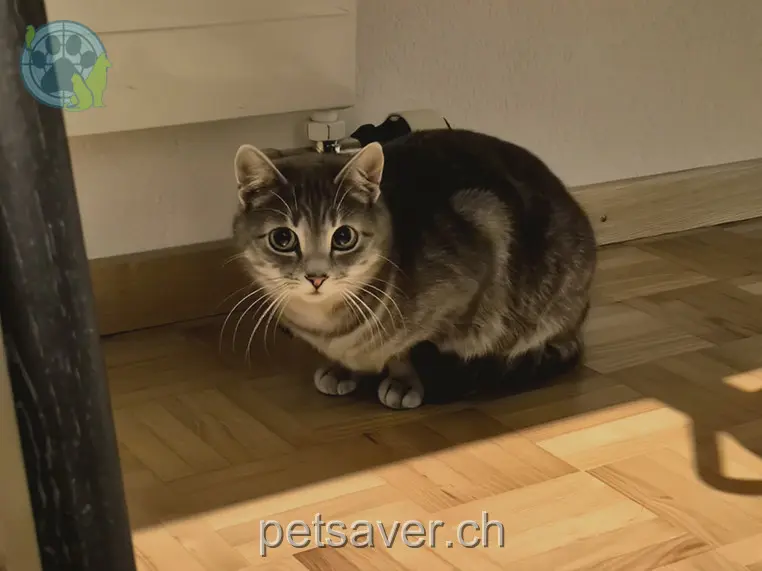 chatte lost 1 Schwendiweg 9104 Waldstatt Tonja