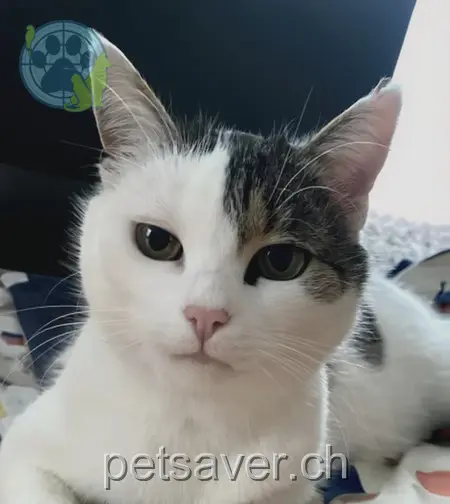 chatte lost 1 Flecken 9042 Speicher Clara/flecki