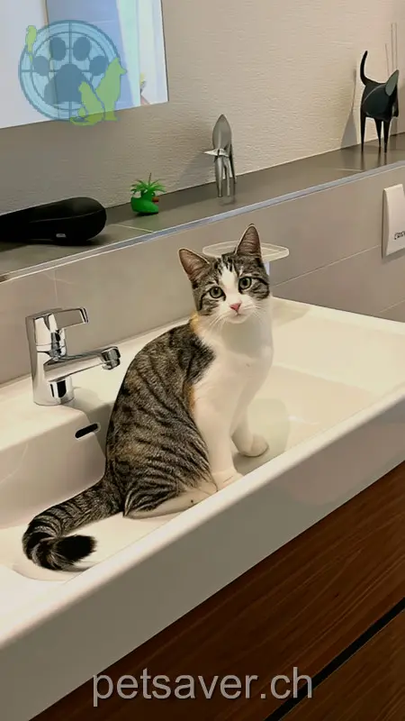 chatte lost 5A Wies 9042 Speicher Dorsa