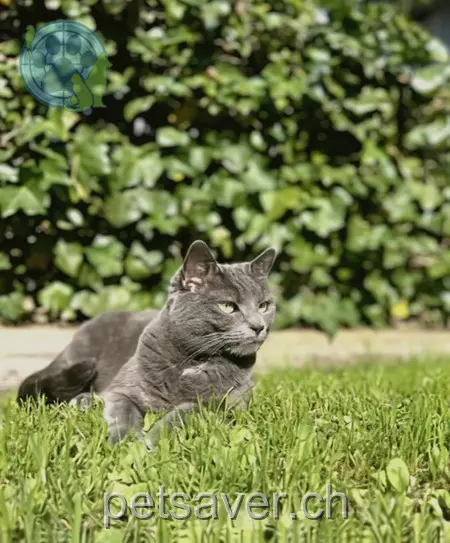 chatte lost 16 Oberdorf 9043 Trogen Nova