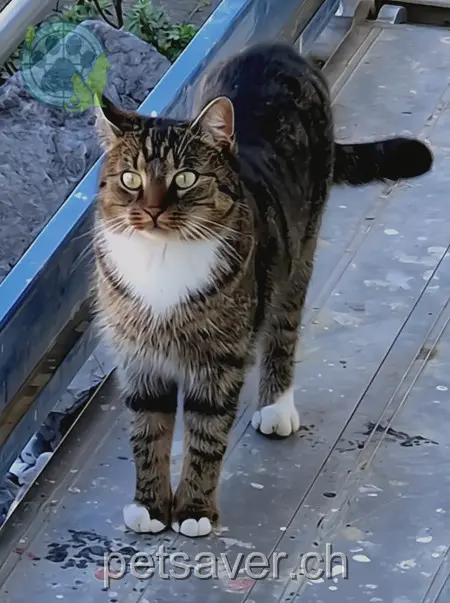 chatte lost 1383 Widen 9428 Wilen Mira