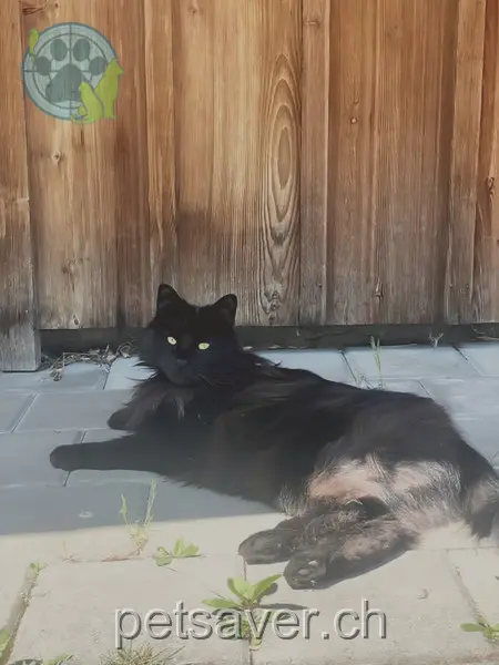 chatte lost 14a Chrützweg 3707 Därligen Beli