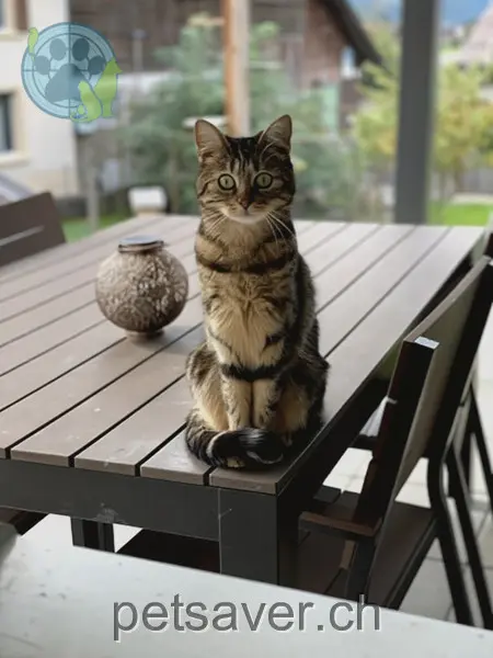 chatte lost 16 Alpbachstrasse 3860 Meiringen Kiri