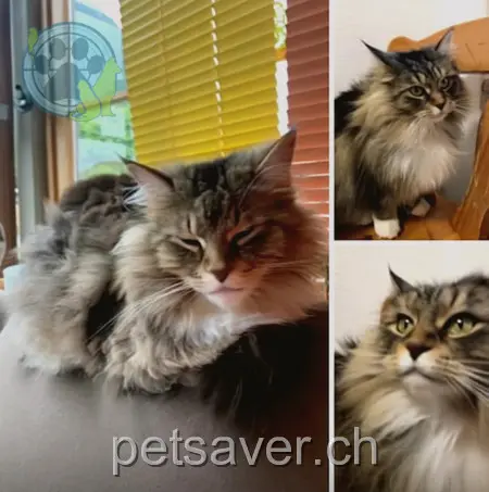 chatte lost 8 Schulgässli 3812 Wilderswil Leeloo