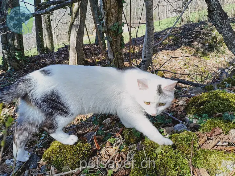 chatte lost 7 Muriweg 3852 Goldswil Lilly
