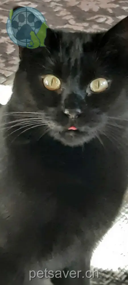 chatte lost 5 Untere Hegistrasse 3853 Niederried bei Interlaken Philo