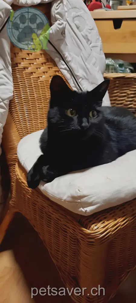 chatte lost 6 Zehntstadelstrasse 3853 Niederried bei Interlaken Philo