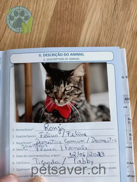 chatte lost 37 Rosenstrasse 3800 Interlaken Ronja