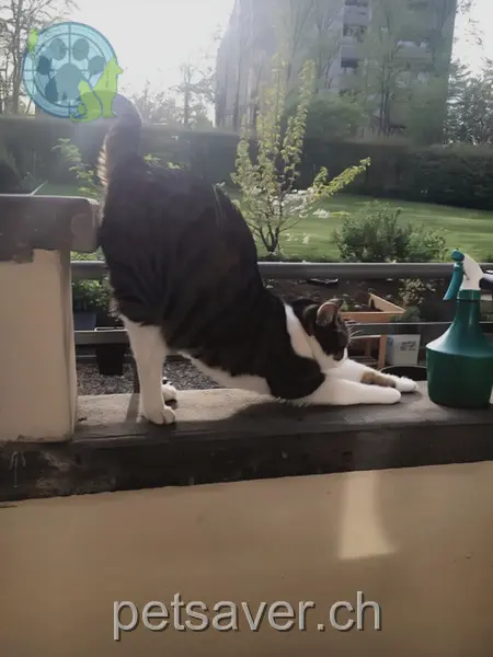 chatte lost  Müllerstrasse 3008 Berne Beibi