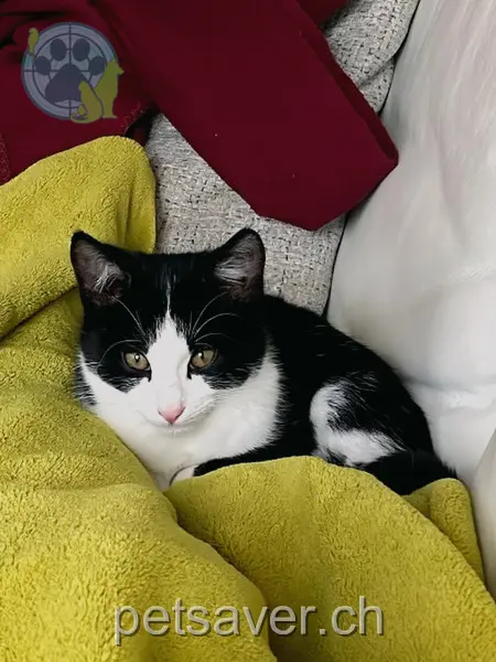 chatte lost 190a Eymattstrasse 3032 Berne Bouboule