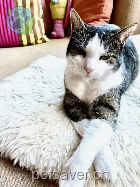 chatte lost 17 Südbahnhofstrasse 3007 Berne Juni