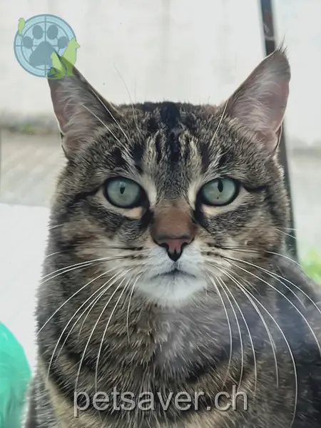 chatte lost 143e Murtenstrasse 3008 Berne Marsja