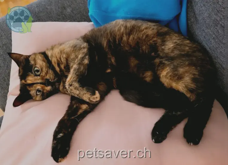 chatte lost 174 Muristrasse 3006 Berne Rani