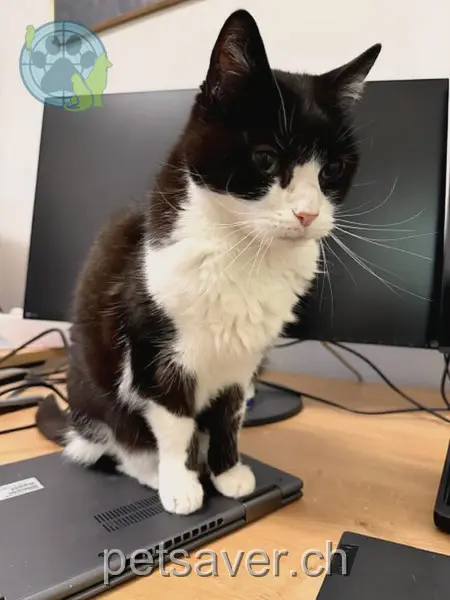 chatte lost 9 Aarhaldenstrasse 3084 Berne Tschanga