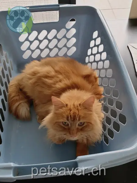 chatte lost 9 Hinterdorfstrasse 3308 Grafenried Chili