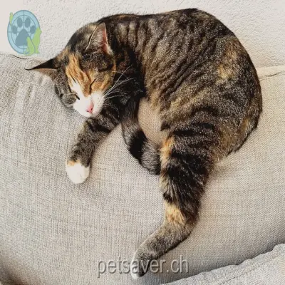 chatte lost 62 Eggweg 3065 Bolligen Chili