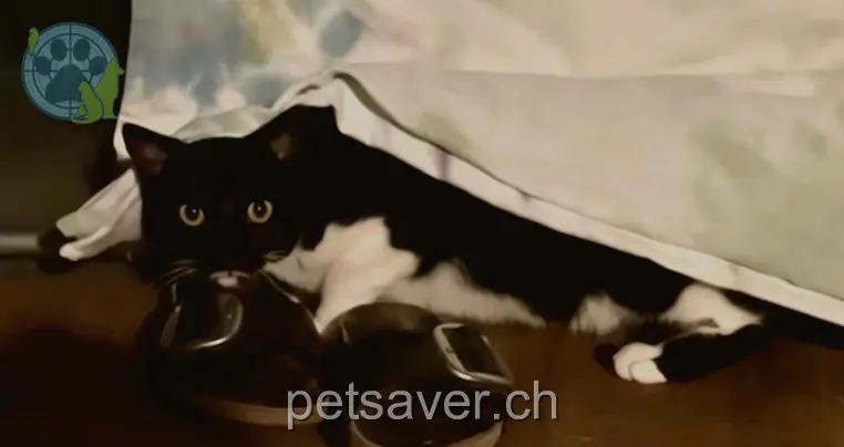 chatte lost 26 Wydenstrasse 3076 Richigen Edina