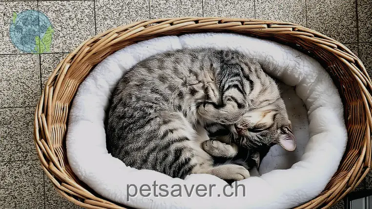 chatte lost 958c  3123 Belp Jumi