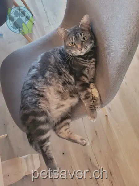 chatte lost 521  3154 Rüschegg Heubach Lisette