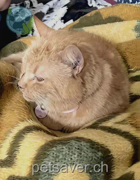 chatte lost 3a Metzgerhüsi 3512 Walkringen Megy