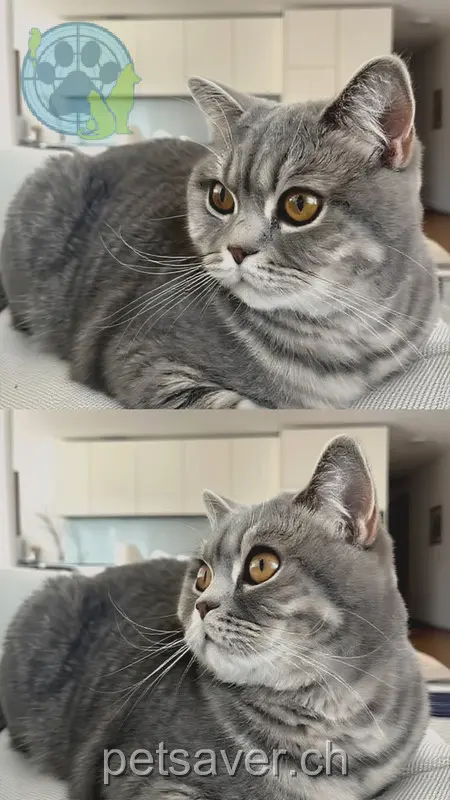 chatte lost 11 Parkweg 3510 Konolfingen Mei