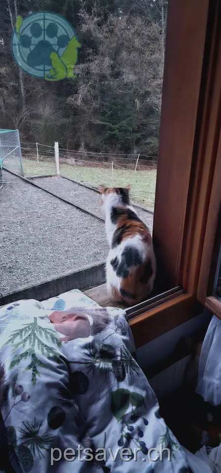 chatte lost 2  3510 Konolfingen Mimi