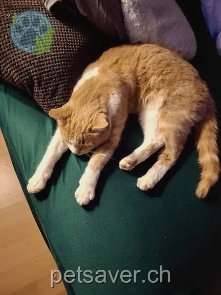 chatte lost 11 Dorfstrasse 3205 Mühleberg Mirra