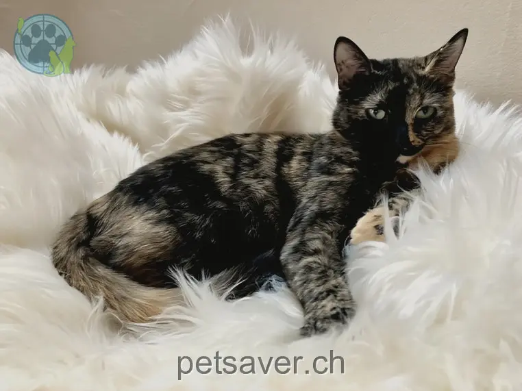 chatte lost 44 Mühlegässli 3145 Köniz Molly