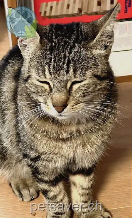 chatte lost 11 Schülerweg 3043 Uettligen Monika