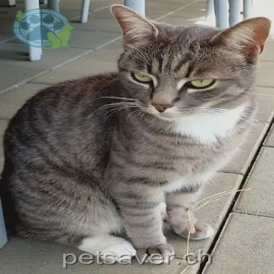 chatte lost 11 Kleeweg 3303 Münchringen Nala