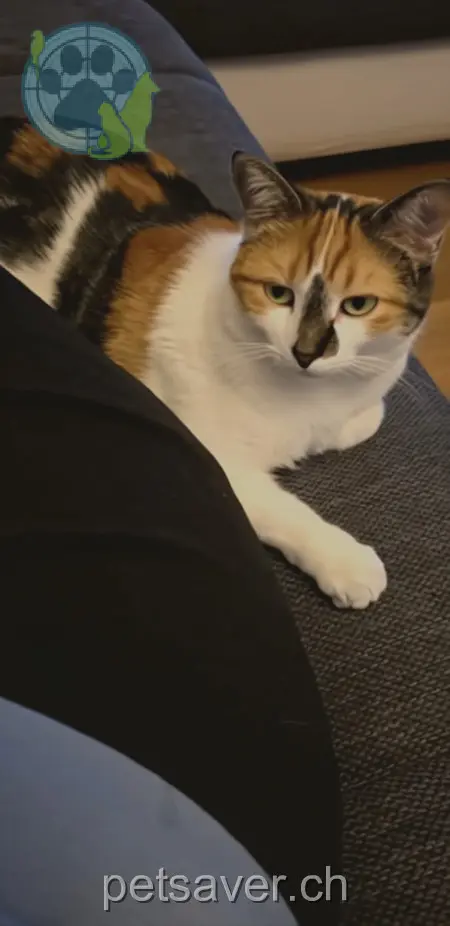 chatte lost 27 Stadelfeldstrasse 3114 Wichtrach Nala