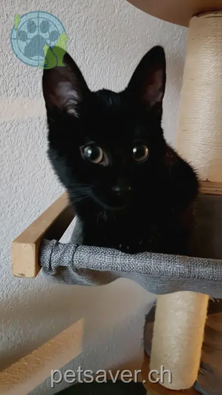 chatte lost 2b Buchliweg 3110 Münsingen Nayla