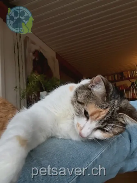 chatte lost  Chemin de la Gare 1797 Villars-les-Moines Schesche