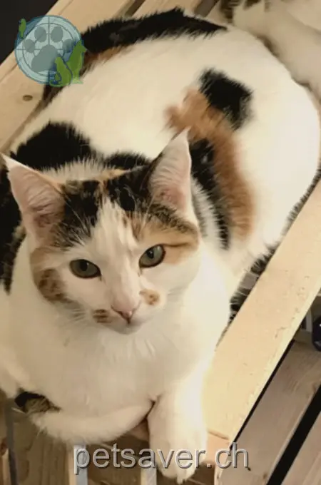 chatte lost  Mosacherstrasse 3203 Mühleberg Schmätterling