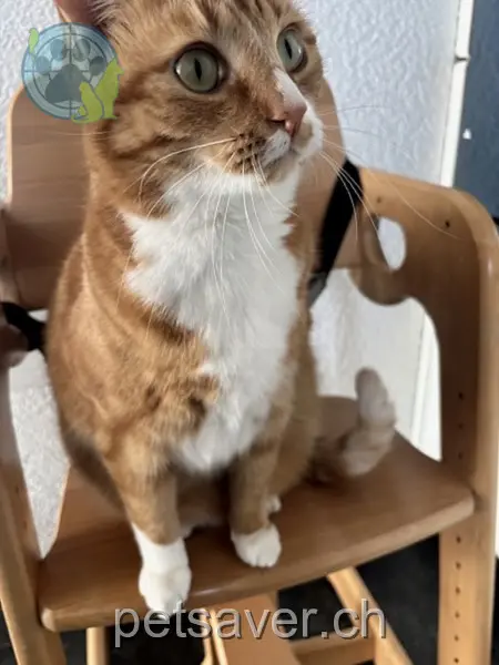 chatte lost 41 Beundeweg 3033 Wohlen bei Bern Simba