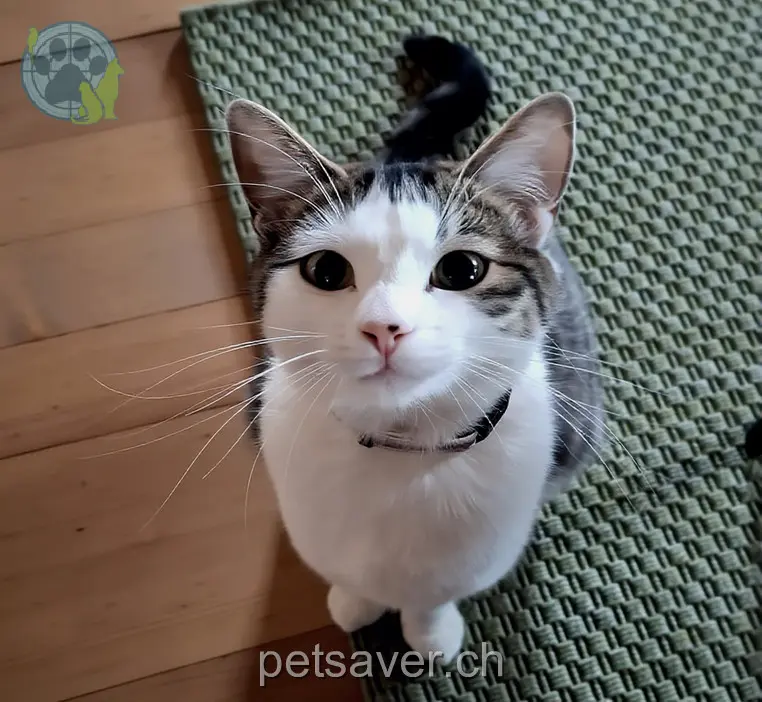 chatte lost 227  3176 Neuenegg Wayana