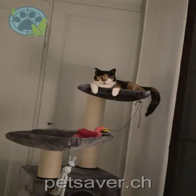 chatte lost 2e Thunstrasse 3114 Wichtrach Zuli