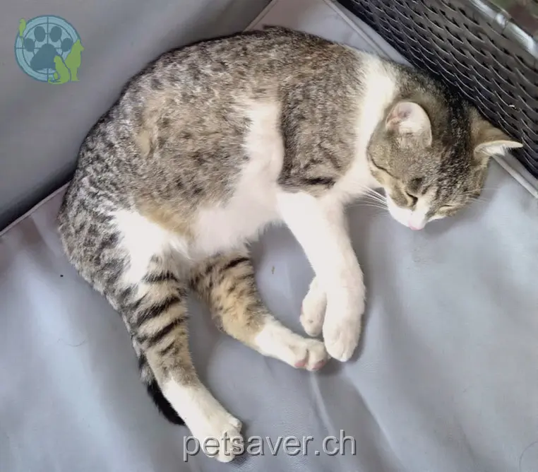 chatte lost 25 Industriestrasse 2553 Safnern Beby