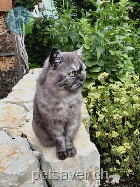 chatte lost 42 Gerberweg 2560 Nidau Büsi